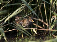 Porseleinhoen;Spotted crake;Porzana porzana  Porseleinhoen in typisch habitat ;Spotted crake in typical habitat ;Porzana porzana : Natura 2000, Nederland, Nieuwkoop, Noorden, Porseleinhoen, Porzana porzana, Red list, Spotted crake, Vereniging Natuurmonumenten, Zuid-holland, bird, early morning, eten zoekend, etend, foeragerend, foraging, groene jonker, june, juni, male, man, mannetje, marsh, modder, moeras, moerasvogel, mud, nature reserve, natuurgebied, natuurmonumenten, ochtendlicht, reed, riet, rode lijst, slik, summer, swamp, swamp bird, the Netherlands, veenweide, veenweidegebied, vogel, vroege ochtend, zomer