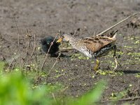 Porzana porzana 6, Porseleinhoen, Saxifraga-Piet Munsterman