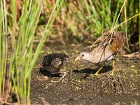 Porzana porzana 9, Porseleinhoen, Saxifraga-Gerard de Jong : Bird, Groene jonker, Plaats, Porseleinhoen, Porzana porzana, Vogel