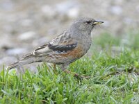 Prunella collaris 14, Alpenheggenmus, Saxifraga-Tom Heijnen