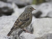 Prunella collaris 4, Alpenheggenmus, Saxifraga-Mark Zekhuis