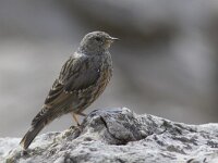 Prunella collaris 6, Alpenheggenmus, Saxifraga-Mark Zekhuis