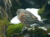 Prunella collaris 8, Alpenheggenmus, Saxifraga-Theo Verstrael