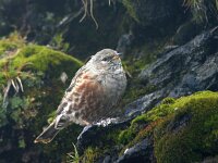 Prunella collaris 9, Alpenheggenmus, Saxifraga-Theo Verstrael