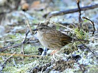 Prunella modularis 111, Heggenmus, adult, Saxifraga-Theo Verstrael