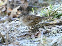 Prunella modularis 115, Heggenmus, adult, Saxifraga-Theo Verstrael