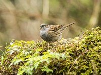 Prunella modularis 120, Heggenmus, adult, Saxifraga-Theo Verstrael