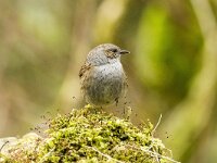 Prunella modularis 121, Heggenmus, adult, Saxifraga-Theo Verstrael