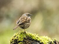 Prunella modularis 122, Heggenmus, adult, Saxifraga-Theo Verstrael