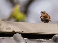 Prunella modularis 123, Heggenmus, adult, Saxifraga-Theo Verstrael