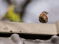 Prunella modularis 124, Heggenmus, adult, Saxifraga-Theo Verstrael