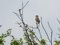 Prunella modularis 125, Heggenmus, adult, Saxifraga-Theo Verstrael