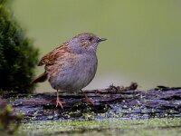 Heggemus  Heggemus bij Garderen : Prunella modularis