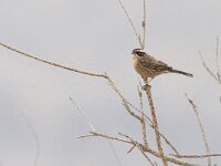 Prunella montanella 2, Bergheggenmus, Saxifraga-Mark Zekhuis