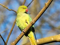 Psittacula krameri 32, Halsbandparkiet, Saxifraga-Bart Vastenhouw