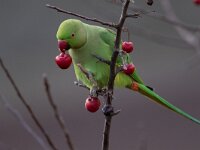 Psittacula krameri 37, Halsbandparkiet, Saxifraga-Luc Hoogenstein