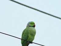 Psittacula krameri 41, Halsbandparkiet, adult, Saxifraga-Theo Verstrael