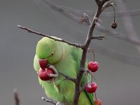 Psittacula krameri 36, Halsbandparkiet, Saxifraga-Luc Hoogenstein