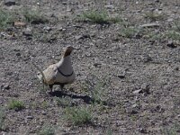 Pterocles orientalis 2, Zwartbuikzandhoen, Saxifraga-Mark Zekhuis