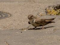 Ptyonoprogne rupestris 10, Rotszwaluw, adult, Saxifraga-Theo Verstrael