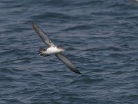 Puffinus yelkouan 2, Vale pijlstormvogel, Saxifraga-Luc Hoogenstein