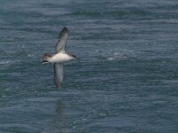 Puffinus yelkouan 3, Vale pijlstormvogel, Saxifraga-Luc Hoogenstein