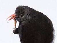 Pyrrhocorax pyrrhocorax 2, Alpenkraai, Saxifraga-Mark Zekhuis