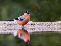 Pyrrhula pyrrhula 100, Goudvink, adult, male, Saxifraga-Theo Verstrael