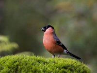 Pyrrhula pyrrhula 102, Goudvink, adult, male, Saxifraga-Theo Verstrael