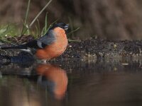 Pyrrhula pyrrhula 12, Goudvink, Saxifraga-Mark Zekhuis