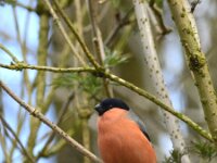 Pyrrhula pyrrhula 15, Goudvink, Saxifraga-Theo Verstrael