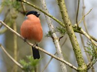 Pyrrhula pyrrhula 17, Goudvink, Saxifraga-Theo Verstrael