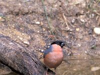 Pyrrhula pyrrhula 2, Goudvink, Saxifraga-Jan Nijendijk