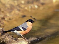 Pyrrhula pyrrhula 3, Goudvink, Saxifraga-Jan Nijendijk