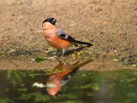 Pyrrhula pyrrhula 9, Goudvink, Saxifraga-Jan Nijendijk