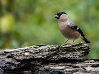 Pyrrhula pyrrhula 95, Goudvink, adult, female, Saxifraga-Theo Verstrael