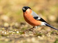 Pyrrhula pyrrhula 97, Goudvink, adult, male, Saxifraga-Theo Verstrael