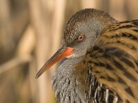 waterral, rallus aquaticus  waterral, rallus aquaticus : Flevoland, Flevopolder, Lelystad, Nederland, Oostvaardersplassen, Rallus aquaticus, Water rail, bird, cold, ice, ijs, januari, january, kou, moerasvogel, reed, riet, rijp, the Netherlands, vogel, waterral, winter