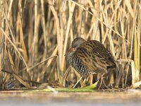 waterral, rallus aquaticus  waterral, rallus aquaticus : Flevoland, Flevopolder, Lelystad, Nederland, Oostvaardersplassen, Rallus aquaticus, Water rail, bird, cold, ice, ijs, januari, january, kou, moerasvogel, reed, riet, rijp, the Netherlands, vogel, waterral, winter