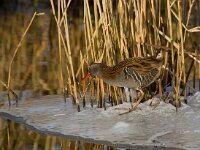 waterral  waterral bij Vogeleiland Stadsweiden te Harderwijk : Rallus aquaticus