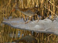 waterral  waterral bij Vogeleiland Stadsweiden te Harderwijk : Rallus aquaticus