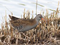 Rallus aquaticus 22, Waterral, Saxifraga-Mark Zekhuis
