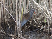 Rallus aquaticus 24, Waterral, Saxifraga-Mark Zekhuis