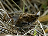 Rallus aquaticus 4, Waterral, Saxifraga-Piet Munsterman
