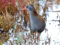 Rallus aquaticus 42, Waterral, Saxifraga-Bart Vastenhouw