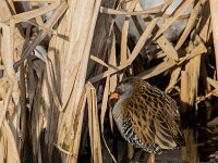 Rallus aquaticus 44, Waterral, adult, Saxifraga-Theo Verstrael