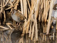 Rallus aquaticus 45, Waterral, adult, Saxifraga-Theo Verstrael