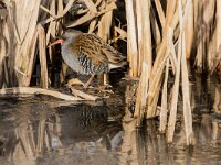 Rallus aquaticus 49, Waterral, adult, Saxifraga-Theo Verstrael