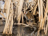 Rallus aquaticus 50, Waterral, adult, Saxifraga-Theo Verstrael