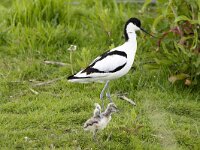 Recurvirostra avosetta 101, Kluut, adult, Saxifraga-Theo Verstrael